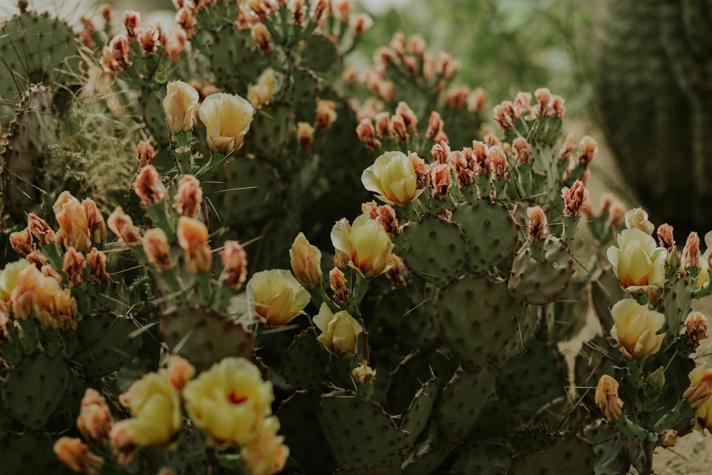 Tucson, Arizona prickly pear cactus bloom photographed by Sue Ellen Aguirre Photography