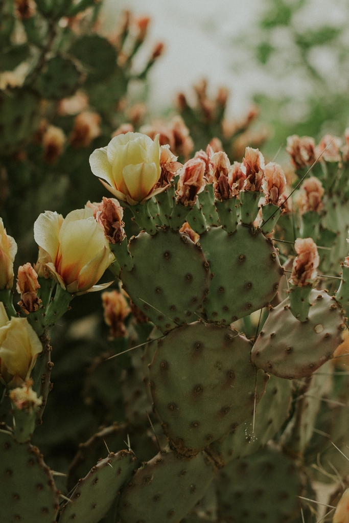 Tucson, Arizona prickly pear cactus bloom photographed by Sue Ellen Aguirre Photography