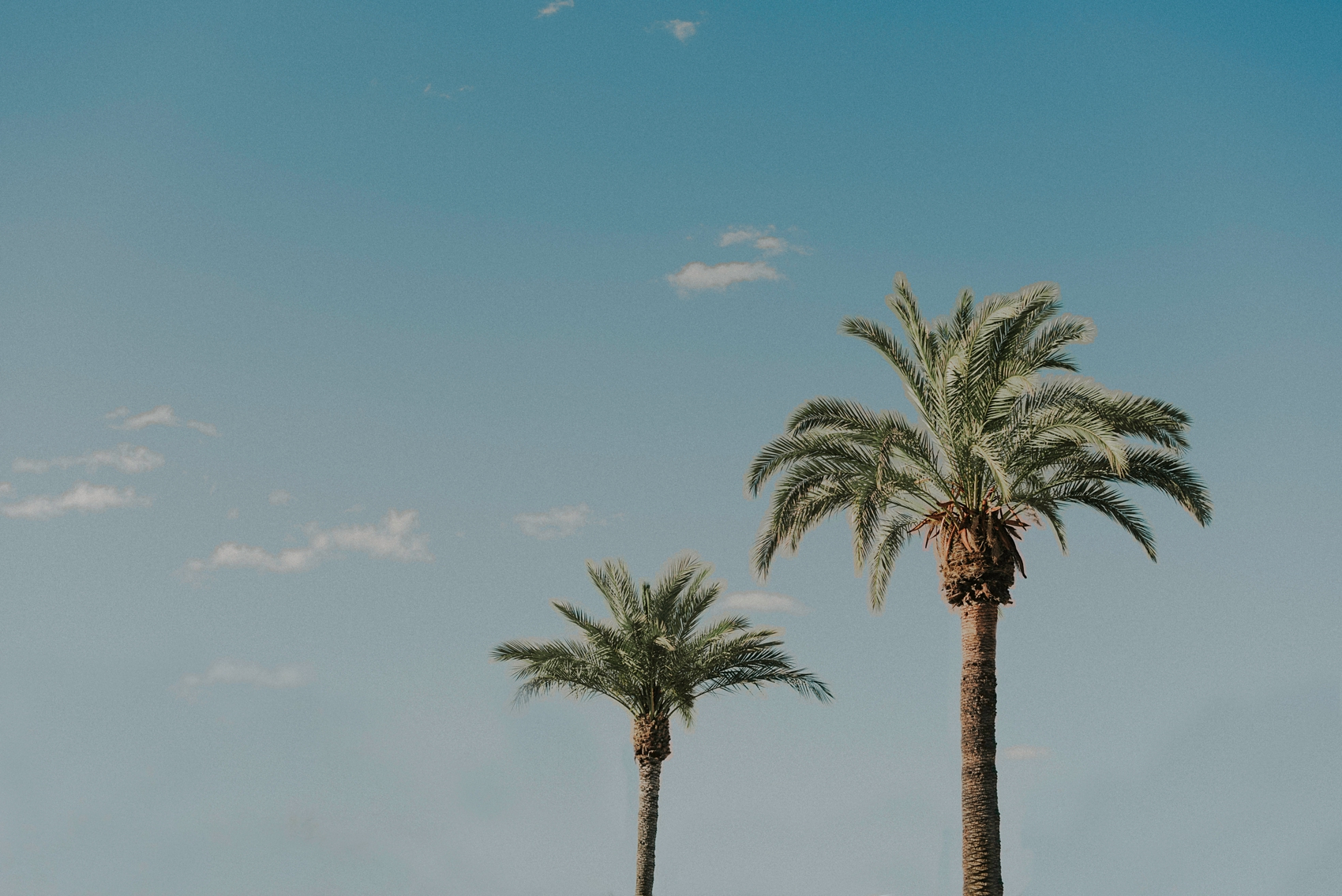 Palm trees in Downtown Tucson, Arizona photographed by Sue Ellen Aguirre